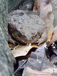 律師是否有權(quán)查詢戶籍詳細(xì)資料(律師調(diào)查戶籍信息)