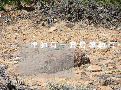 律師有一套房(律師有一套房)