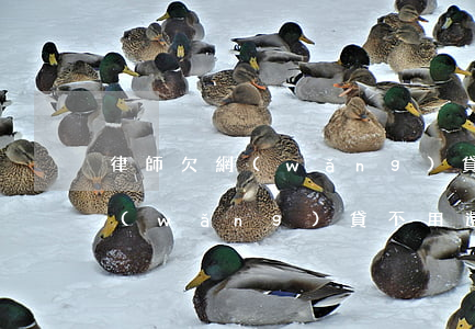 律師欠網(wǎng)貸能不還嘛(律師說網(wǎng)貸不用還)