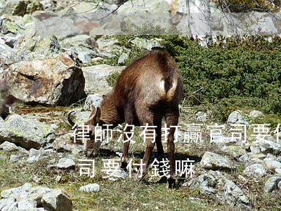 律師沒有打贏官司要付錢嘛(律師沒有打贏官司要付錢嘛)