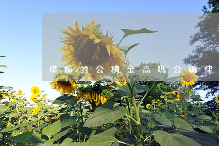 律師的公積金高嗎(公職律師工資高嗎)