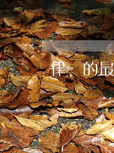 律師的最低學歷是什么(低學歷怎么考律師)