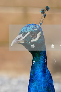 律師看完卷宗后該干什么(律師可以看整個(gè)案件的卷宗嗎)