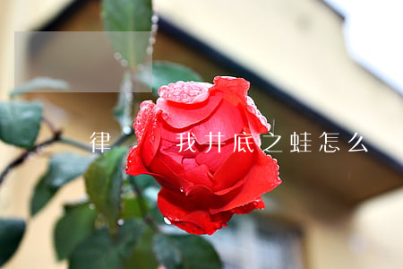 律師罵我井底之蛙怎么辦