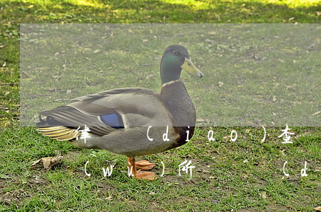 律師調(diào)查費用怎么算(律師事務(wù)所盡職調(diào)查怎么收費)