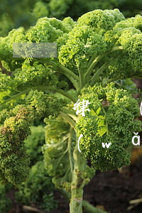 律師調(diào)身份證號碼怎么收費(網(wǎng)上律師要身份證號可以給嗎)