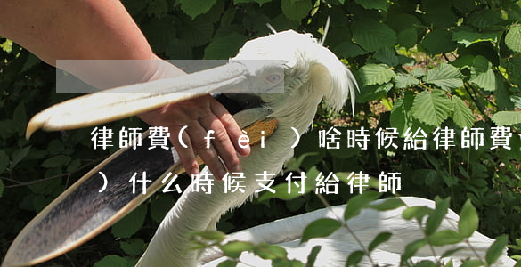 律師費(fèi)啥時候給(律師費(fèi)什么時候支付給律師)
