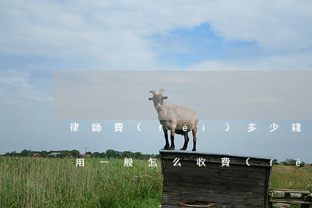 律師費(fèi)多少錢(律師費(fèi)用一般怎么收費(fèi))