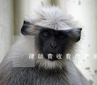 律師費收費標準多少錢(律師費 收費標準)