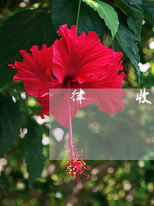 律師費收費標準(聘請律師的收費標準)