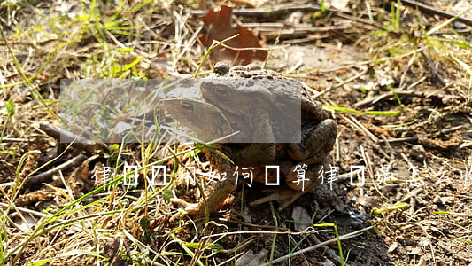 律師費用如何計算，律師是怎么收取費用的