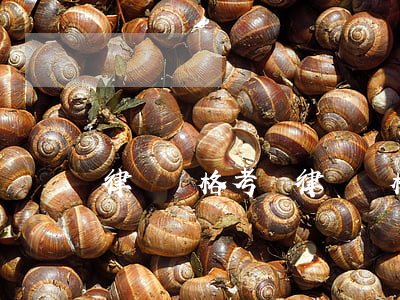 律師資格考試(律師資格考試時間)
