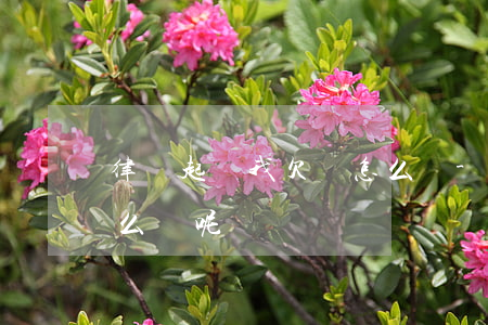 律師起訴我欠錢怎么辦-律師起訴我欠錢怎么辦呢