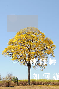 律師轉所沒辦完的案件怎么辦(律師轉所期間如何辦案)