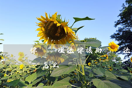 律師辦理法律援助檢討(法律援助律師不盡力該怎么辦)
