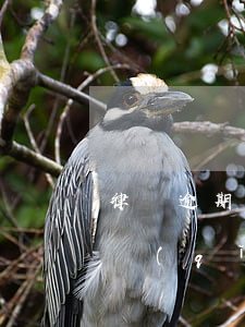 律師逾期申請(qǐng)證人出庭(逾期申請(qǐng)證人出庭后果)
