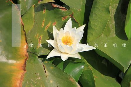 律所债务重组（债务重组律师诉讼官司）