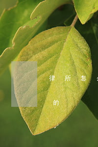律所怎么收取律師的費用(律師費是怎么收取的)