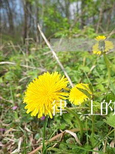律臨上的律師怎么樣(律師好做不)