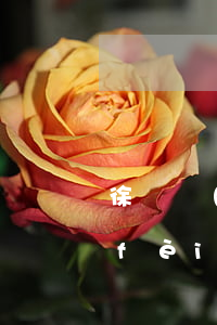 徐匯區(qū)債務(wù)繼承律師費(fèi)多少（徐匯區(qū)債務(wù)繼承律師費(fèi)）