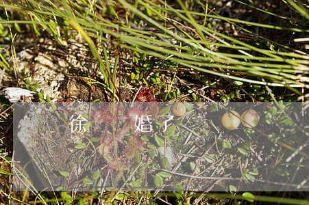 徐崢離婚了嗎