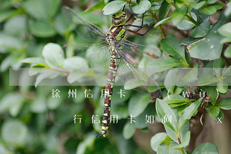 徐州信用卡債務(wù)協(xié)商(欠銀行信用卡如何協(xié)商)