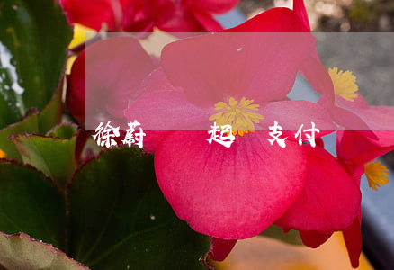 徐蔚碼鏈起訴支付寶