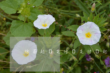 徐蔚起訴支付寶(支付寶起訴的法院)