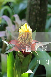 得了冠狀病毒信用卡逾期了(冠狀病毒風(fēng)險(xiǎn))