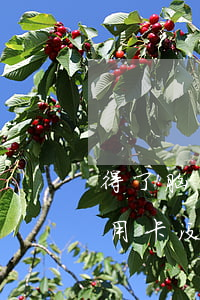 得了脑出血欠信用卡钱能不还吗-脑出血信用卡没钱还怎么办