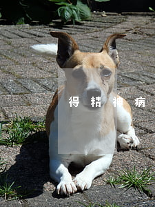 得精神病了逾期怎么辦