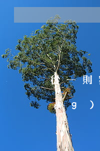 從一則案例看建設(shè)工程領(lǐng)域內(nèi)部承包關(guān)系的認(rèn)定