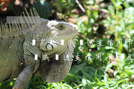 從不欠親戚錢透支信用卡也及時還-從不欠親戚錢透支信用卡也及時還怎么辦