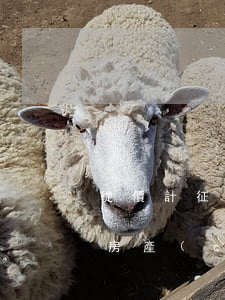 從價計征房產(chǎn)稅逾期有罰款么(房產(chǎn)稅逾期未申報罰款)