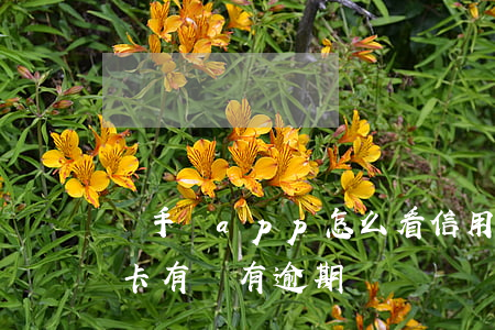 從手機app怎么看信用卡逾期(怎么看信用卡有沒有逾期)
