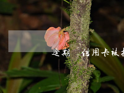 從沒逾期過信用卡被拒-不小心信用卡逾期