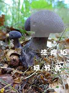 從法院拍賣的房子怎么做帳(法院拍賣房款如何分配)