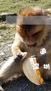 從追趕時代到引領(lǐng)時代——從深圳發(fā)展奇跡看中國改革開放４０年