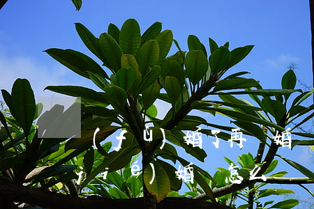 復(fù)婚了再離婚沒(méi)有結(jié)婚證怎么辦