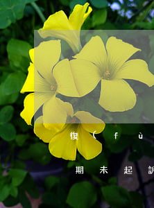 復(fù)議機(jī)關(guān)逾期未起訴(行政復(fù)議機(jī)關(guān)逾期不作復(fù)議決定)