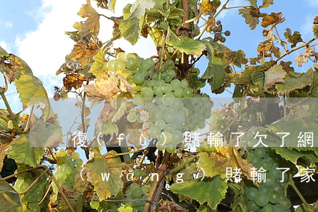 復(fù)賭輸了欠了網(wǎng)貸(網(wǎng)賭輸了家里還了又復(fù)賭)