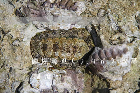 循序漸進(jìn)改革股票發(fā)行制度