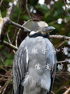 微乐分有权冻结微信吗（微乐分逾期会冻结微信支付吗）