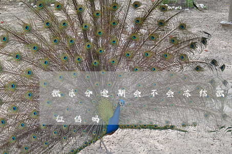 微乐分逾期会不会冻结微信（微乐分逾期会上征信吗）