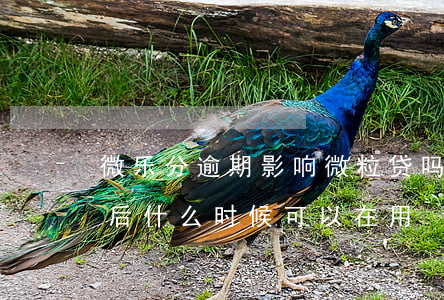 微乐分逾期影响微粒贷吗(微乐分逾期3个月后什么时候可以在用)