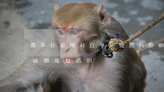 微享佳逾期对宜享花复借有影响吗-微享加逾期能复借吗