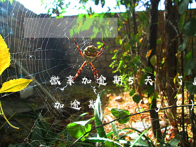 微享加逾期5天還了后不能借了怎么辦（微享加逾期幾個(gè)月了）