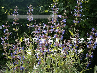 微享加逾期7天還了還能借嗎(微享加逾期5天還了還能借嗎)