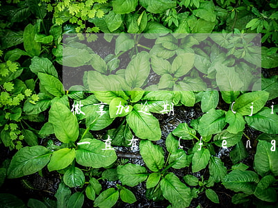 微享加逾期凍結(jié)(微享加逾期之后一直有風(fēng)險(xiǎn))