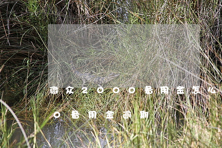 微众2000备用金怎么还（微信微众2000备用金逾期）